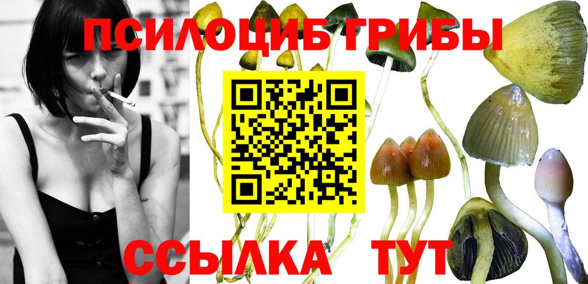 Галлюциногенные грибы Psilocybe Темрюк